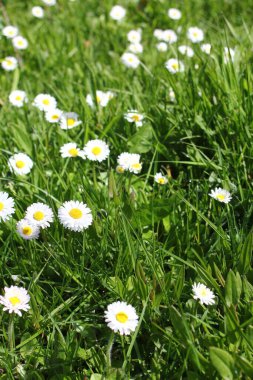 Baharda beyaz papatyalar ve yeşil tarlalar.