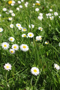 Baharda beyaz papatyalar ve yeşil tarlalar.