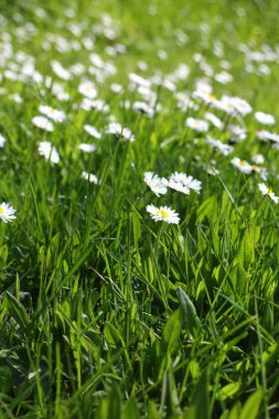 Baharda beyaz papatyalar ve yeşil tarlalar.