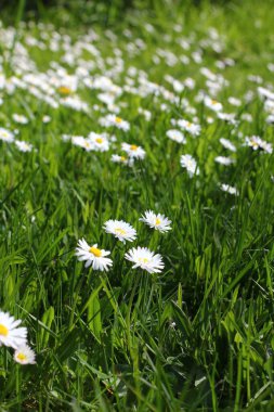 Baharda beyaz papatyalar ve yeşil tarlalar.