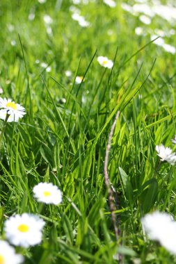Baharda beyaz papatyalar ve yeşil tarlalar.