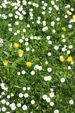 Baharda beyaz papatyalar ve yeşil tarlalar.