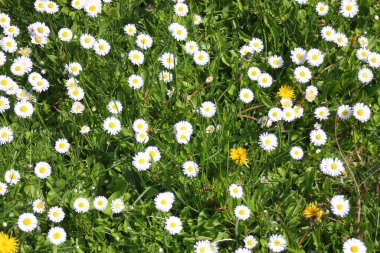 Baharda beyaz papatyalar ve yeşil tarlalar.