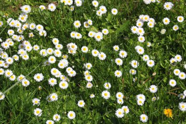 Baharda beyaz papatyalar ve yeşil tarlalar.
