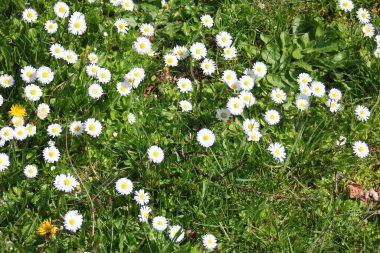 Baharda beyaz papatyalar ve yeşil tarlalar.