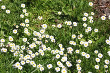 Güneşli bir günde beyaz ve sarı papatyalar ve yeşil tarlalar..