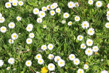 Güneşli bir günde beyaz ve sarı papatyalar ve yeşil tarlalar..