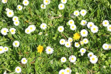 Güneşli bir günde beyaz ve sarı papatyalar ve yeşil tarlalar..