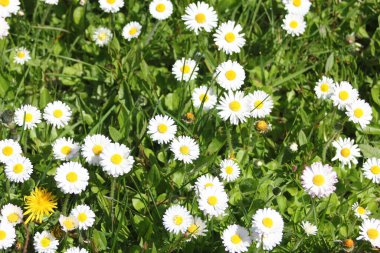 Güneşli bir günde beyaz ve sarı papatyalar ve yeşil tarlalar..