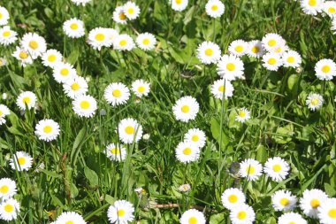 Güneşli bir günde beyaz ve sarı papatyalar ve yeşil tarlalar..