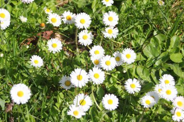 Güneşli bir günde beyaz ve sarı papatyalar ve yeşil tarlalar..