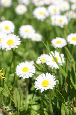 Güneşli bir günde beyaz ve sarı papatyalar ve yeşil tarlalar..