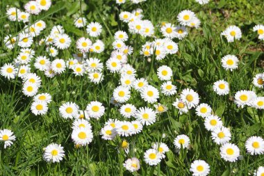Güneşli bir günde beyaz ve sarı papatyalar ve yeşil tarlalar..