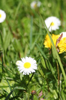 Güneşli bir günde beyaz ve sarı papatyalar ve yeşil tarlalar..