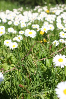 Güneşli bir günde beyaz ve sarı papatyalar ve yeşil tarlalar..