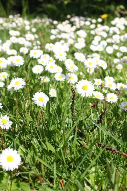 Güneşli bir günde beyaz ve sarı papatyalar ve yeşil tarlalar..