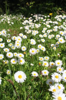 Birleşik Devletler 'de beyaz papatyalar boldur..
