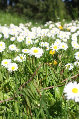 Birleşik Devletler 'de beyaz papatyalar boldur..
