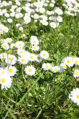 Birleşik Devletler 'de beyaz papatyalar boldur..