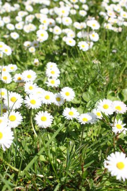 Birleşik Devletler 'de beyaz papatyalar boldur..