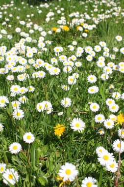 Birleşik Devletler 'de beyaz papatyalar boldur..