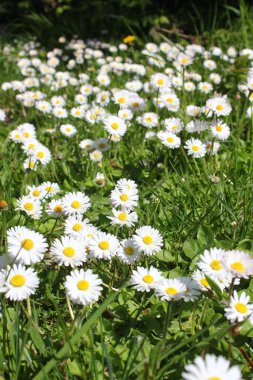 Birleşik Devletler 'de beyaz papatyalar boldur..