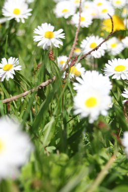 Kanada 'da sıcak bir günde yeşil bir tarlada küçük beyaz papatyalar yetişir..