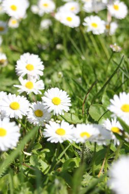 Kanada 'da sıcak bir günde yeşil bir tarlada küçük beyaz papatyalar yetişir..
