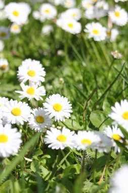 Kanada 'da sıcak bir günde yeşil bir tarlada küçük beyaz papatyalar yetişir..