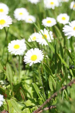 Kanada 'da sıcak bir günde yeşil bir tarlada küçük beyaz papatyalar yetişir..