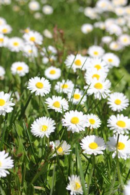 Kanada 'da sıcak bir günde yeşil bir tarlada küçük beyaz papatyalar yetişir..