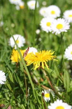 Güneşli bir günde beyaz ve sarı papatyalar ve yeşil tarlalar..