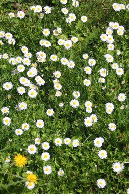 Baharda beyaz papatyalar ve yeşil tarlalar.