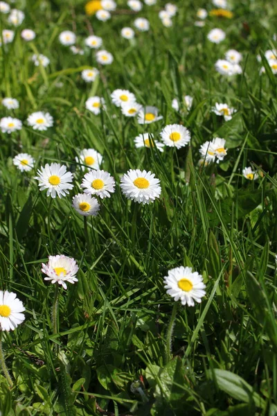 Baharda beyaz papatyalar ve yeşil tarlalar.
