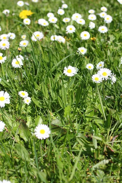 Baharda beyaz papatyalar ve yeşil tarlalar.