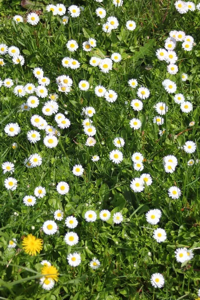 Baharda beyaz papatyalar ve yeşil tarlalar.