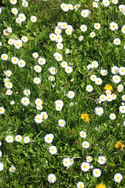 Field White Daisies Green Fields Spring — 스톡 사진