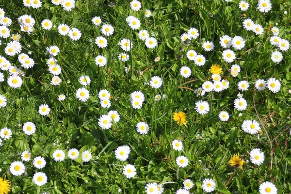 Baharda beyaz papatyalar ve yeşil tarlalar.