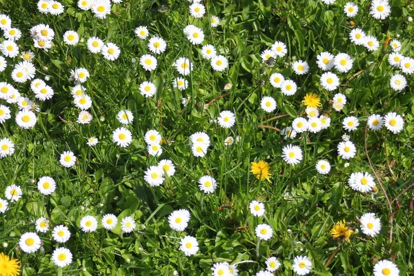 Baharda beyaz papatyalar ve yeşil tarlalar.