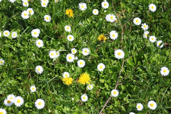 Baharda beyaz papatyalar ve yeşil tarlalar.