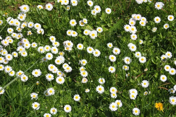 Baharda beyaz papatyalar ve yeşil tarlalar.