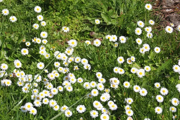 Güneşli bir günde beyaz ve sarı papatyalar ve yeşil tarlalar..