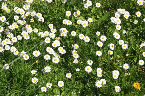 Feld Aus Weißen Und Gelben Gänseblümchen Und Grünen Feldern Einem — Stockfoto