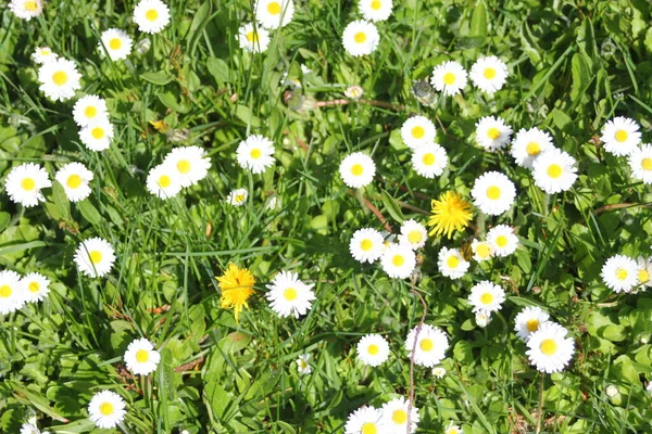 Güneşli bir günde beyaz ve sarı papatyalar ve yeşil tarlalar..