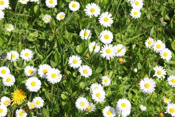 Field White Yellow Daisies Green Fields Sunny Day — Stock Fotó