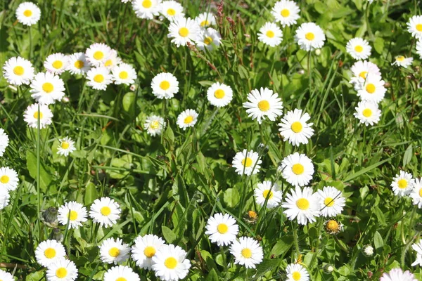 Güneşli bir günde beyaz ve sarı papatyalar ve yeşil tarlalar..