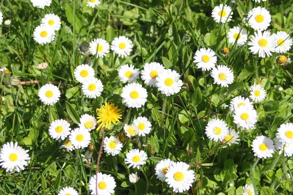 Güneşli bir günde beyaz ve sarı papatyalar ve yeşil tarlalar..