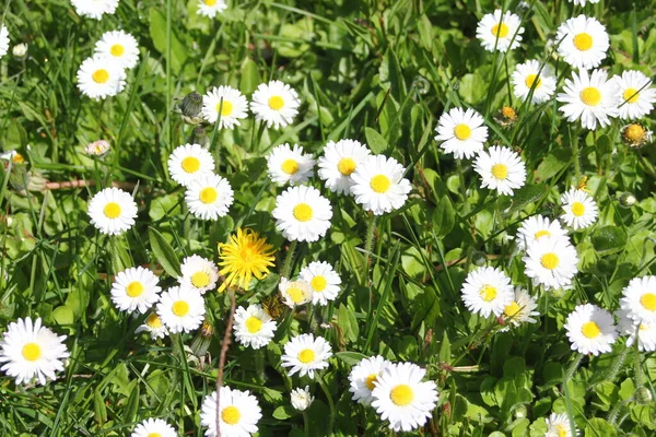 Field White Yellow Daisies Green Fields Sunny Day — 스톡 사진