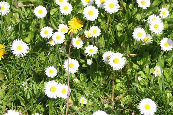 Güneşli bir günde beyaz ve sarı papatyalar ve yeşil tarlalar..