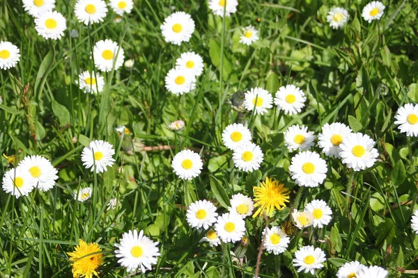 Field White Yellow Daisies Green Fields Sunny Day — 스톡 사진